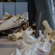Szkielet płetwala zwyczajnego na Wydziale Biologii UG