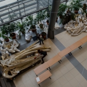 Szkielet płetwala zwyczajnego na Wydziale Biologii UG