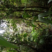 Las tropikalny w południowej Kolumbii, fot. Marta Kolanowska