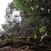 Las tropikalny w południowej Kolumbii, fot. Marta Kolanowska