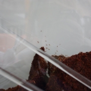 Tropikalne mrówki na Wydziale Biologii