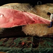 Pracownicy UG prowadzą sekcję zwłok wieloryba