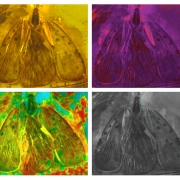 Badania inkluzji w bursztynie prowadzi się w mikroskopie świetlnym, ale użycie różnych filtrów barwnych i cyfrowych technik obra